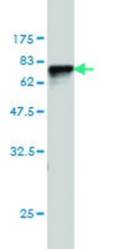 Monoclonal Anti-SERPINA6 antibody produced in mouse clone 1D9, purified immunoglobulin, buffered aqueous solution