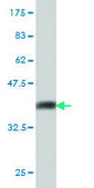 Monoclonal Anti-UBE2E2 antibody produced in mouse clone 4B4, purified immunoglobulin, buffered aqueous solution
