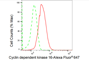 KD-Validated Anti Cyclin dependent kinase 16 Antibody, clone 23GB1495, Rabbit Monoclonal clone 23GB1495, recombinant rabbit monoclonal, expressed in HEK293 cells