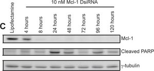 Anti-Mcl-1 antibody produced in rabbit IgG fraction of antiserum, buffered aqueous solution