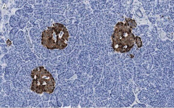 Anti-Chromogranin A Antibody, clone 5F23 ZooMAb&#174; Rabbit Monoclonal recombinant, expressed in HEK 293 cells