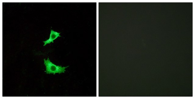 Anti-FFAR3 antibody produced in rabbit affinity isolated antibody