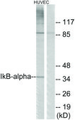 Anti-IκB-α antibody produced in rabbit affinity isolated antibody