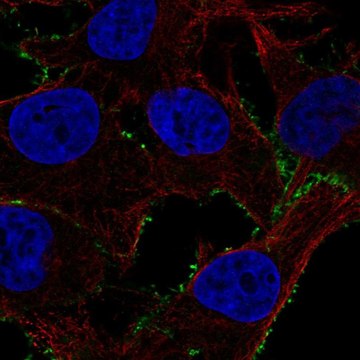 Anti-PDE4A antibody produced in rabbit Prestige Antibodies&#174; Powered by Atlas Antibodies, affinity isolated antibody