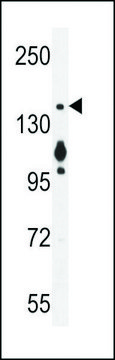 ANTI-MYO6 (C-TERM R1181) antibody produced in rabbit affinity isolated antibody, buffered aqueous solution