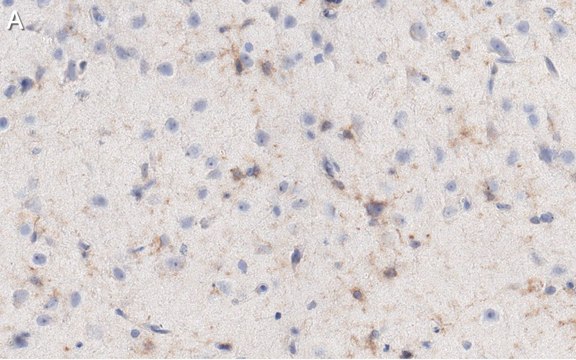 Anti-NG2 Antibody, clone 132.38 ZooMAb&#174; Mouse Monoclonal recombinant, expressed in HEK 293 cells