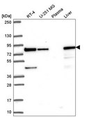 Anti-HADHA antibody produced in rabbit Prestige Antibodies® Powered by Atlas Antibodies, affinity isolated antibody