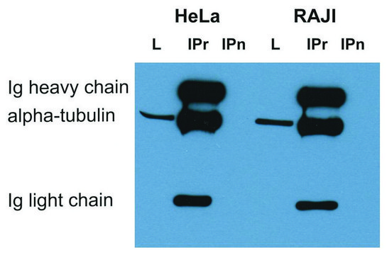 Monoclonal Anti-alphaTubulin antibody produced in mouse clone TU-16