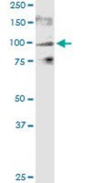 Monoclonal Anti-TRPV1 antibody produced in mouse clone 1A8, purified immunoglobulin, buffered aqueous solution