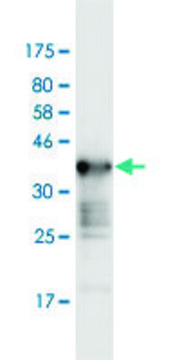 Monoclonal Anti-WNK2, (C-terminal) antibody produced in mouse clone 2A2, purified immunoglobulin, buffered aqueous solution