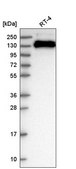 Anti-TJP3 antibody produced in rabbit Prestige Antibodies® Powered by Atlas Antibodies, affinity isolated antibody