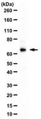 Anti-Dendrin from rabbit, purified by affinity chromatography