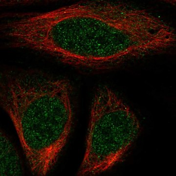 Anti-HOXA7 antibody produced in rabbit Prestige Antibodies&#174; Powered by Atlas Antibodies, affinity isolated antibody