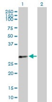 Anti-PDLIM4 antibody produced in mouse purified immunoglobulin, buffered aqueous solution