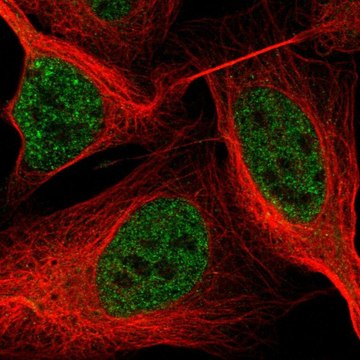 Anti-ASXL2 antibody produced in rabbit Prestige Antibodies&#174; Powered by Atlas Antibodies, affinity isolated antibody