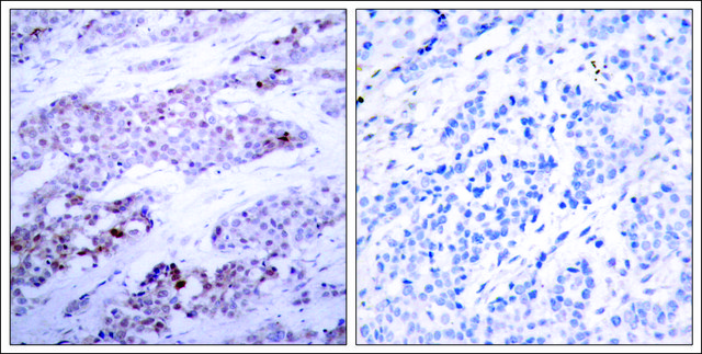 Anti-phospho-ATF4 (pSer245) antibody produced in rabbit affinity isolated antibody