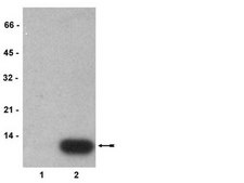 Anti-monomethyl-Histone H4 (Lys20) Antibody, clone NL314, rabbit monoclonal culture supernatant, clone NL314, Upstate®
