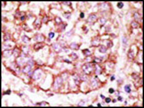 Anti-SIGLEC1 (N-term) antibody produced in rabbit IgG fraction of antiserum, buffered aqueous solution