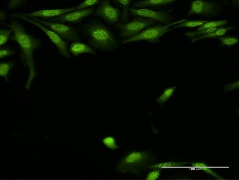 Anti-TRADD antibody produced in rabbit purified immunoglobulin, buffered aqueous solution