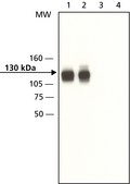 Anti-Axin1 (C-terminal) antibody produced in rabbit 1.5 mg/mL, affinity isolated antibody