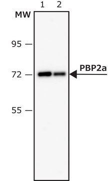 Anti-PBP2a of MRSA antibody, Mouse monoclonal clone 38, purified from hybridoma cell culture