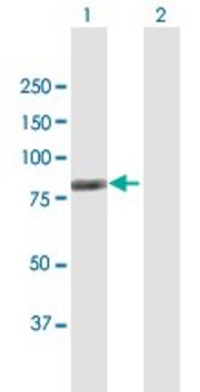 Anti-KNTC2 antibody produced in mouse purified immunoglobulin, buffered aqueous solution