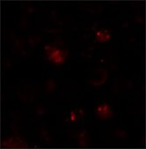 Anti-ZBTB6 antibody produced in rabbit affinity isolated antibody, buffered aqueous solution