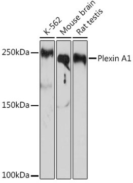 Anti-Plexin A1 Antibody, clone 2A5Z6, Rabbit Monoclonal