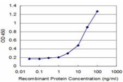 Monoclonal Anti-NRG2 antibody produced in mouse clone 4D6, purified immunoglobulin, buffered aqueous solution