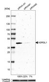 Anti-ASRGL1 antibody produced in rabbit Prestige Antibodies® Powered by Atlas Antibodies, affinity isolated antibody, buffered aqueous glycerol solution