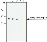 Anti-RbAp48/RbAp46 antibody produced in rabbit IgG fraction of antiserum, buffered aqueous solution