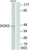 Anti-p56 DOK-3 antibody produced in rabbit affinity isolated antibody