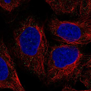 Anti-Tnxb Antibody Produced In Rabbit Prestige Antibodies&#174; Powered by Atlas Antibodies, affinity isolated antibody, buffered aqueous glycerol solution