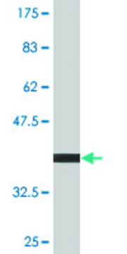 Monoclonal Anti-CART antibody produced in mouse clone 3E4, purified immunoglobulin, buffered aqueous solution