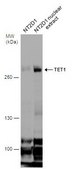 单克隆抗TET1 小鼠抗 clone GT1462, affinity isolated antibody, buffered aqueous solution