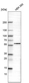 Monoclonal Anti-POU3F3 antibody produced in mouse Prestige Antibodies® Powered by Atlas Antibodies, clone CL15302, purified antibody (Protein A)