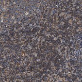 Anti-SAMD9L antibody produced in rabbit Prestige Antibodies® Powered by Atlas Antibodies, affinity isolated antibody, buffered aqueous glycerol solution, Ab1