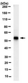 Anti-RRP8 Antibody, clone 5C7.1 clone 5C7.1, from mouse