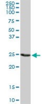 Anti-PSMD9 antibody produced in rabbit purified immunoglobulin, buffered aqueous solution