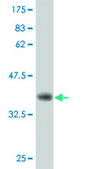 ANTI-IRAK3 antibody produced in mouse clone 1C8, purified immunoglobulin, buffered aqueous solution