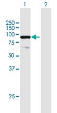 Anti-ELF1 antibody produced in mouse purified immunoglobulin, buffered aqueous solution