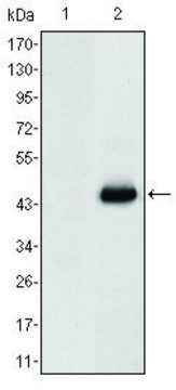 Monoclonal Anti-CEACAM5 antibody produced in mouse clone 3G12, ascites fluid