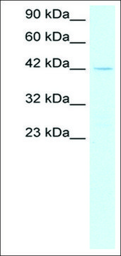 Anti-PTF1A antibody produced in rabbit IgG fraction of antiserum