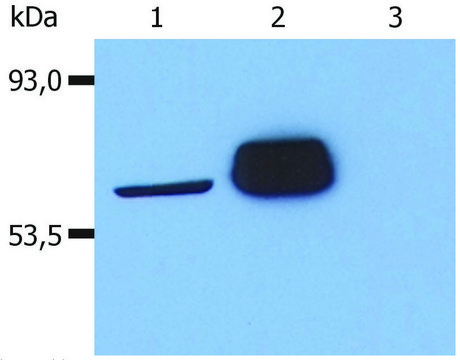 Monoclonal Anti-LCK antibody produced in mouse clone LCK-01