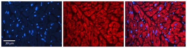 Anti-HSP90AB1 antibody produced in rabbit IgG fraction of antiserum