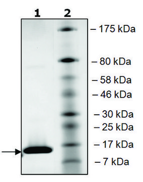 BRD4 (49-170) His tag human recombinant, expressed in E. coli, &#8805;90% (SDS-PAGE)