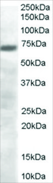 Anti-PRDM4/PFM1 antibody produced in goat affinity isolated antibody, buffered aqueous solution