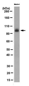 Anti-RasGRP1 Antibody, clone 10.1 clone 10.1, from mouse