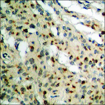 Anti-phospho-Lamin A/C (pSer392) antibody produced in rabbit affinity isolated antibody