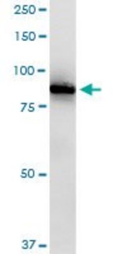 Anti-RASGRP2 antibody produced in rabbit purified immunoglobulin, buffered aqueous solution